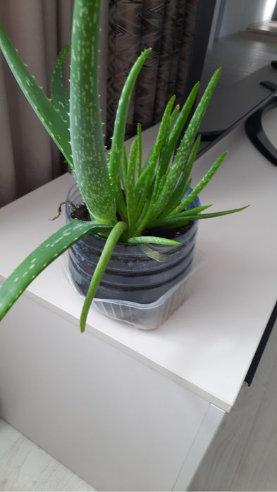 Алоэ лечебное растение