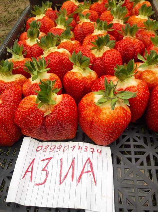 Целогодишен разсад ягоди и малини от производител