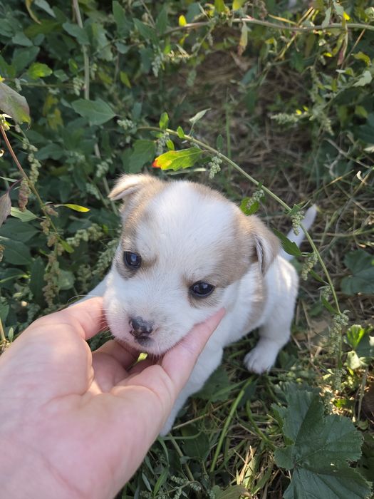 Donez căței de talie mică