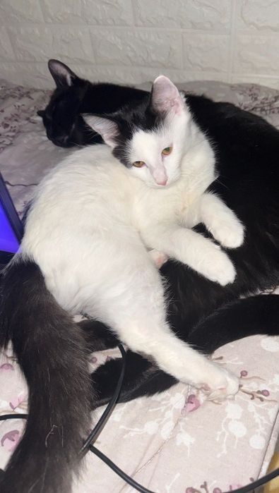 Подарявам мъжко коте