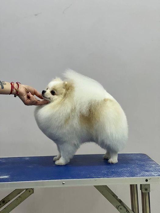 Стрижка собак и кошек