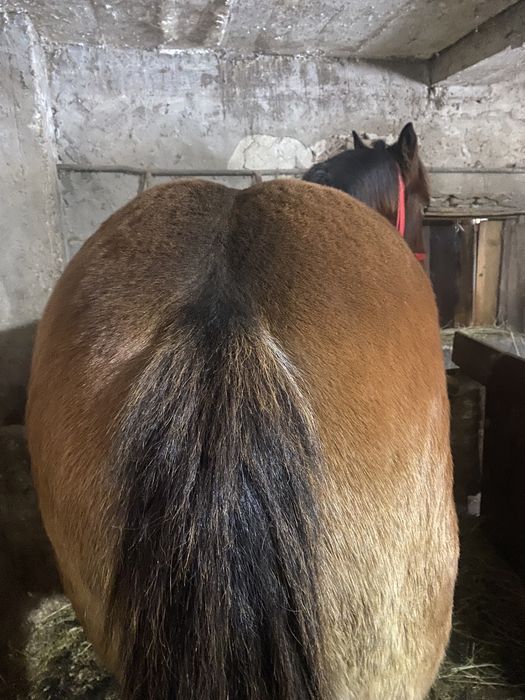 Manz cuminte de 8 luni