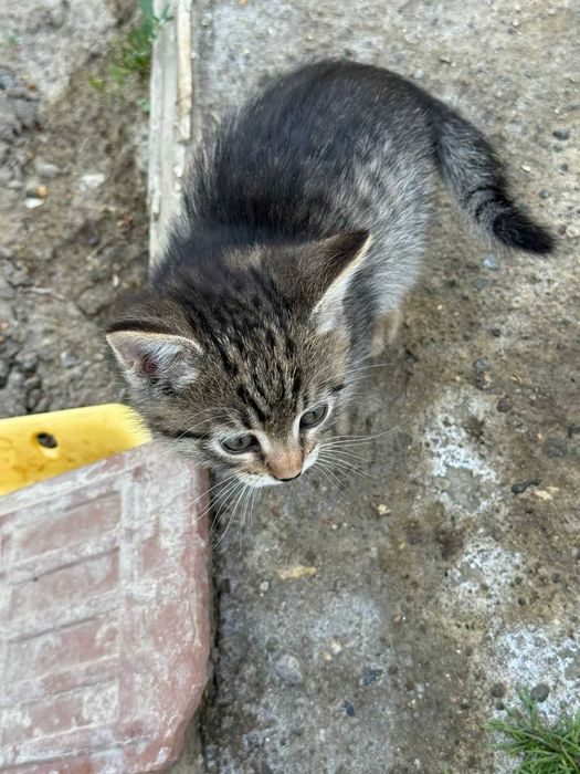 Отдам котят в доверенные руки