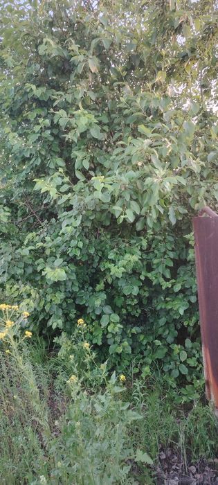 Продаётся дачный участок