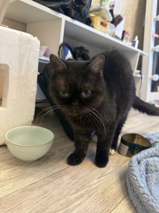 Отдам котика в хорошие руки