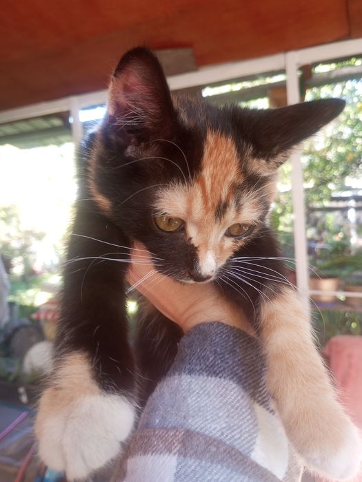Котята Котёнок отдадим