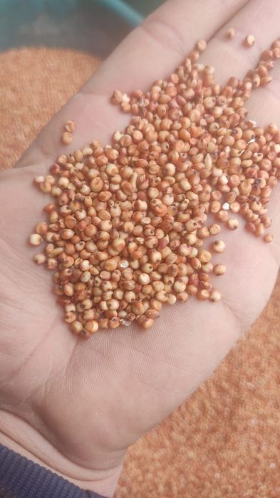 Sămânță Mazariche pentru Borceag, Sorg Roșu, Sudan, Ovăz, Orzoaica