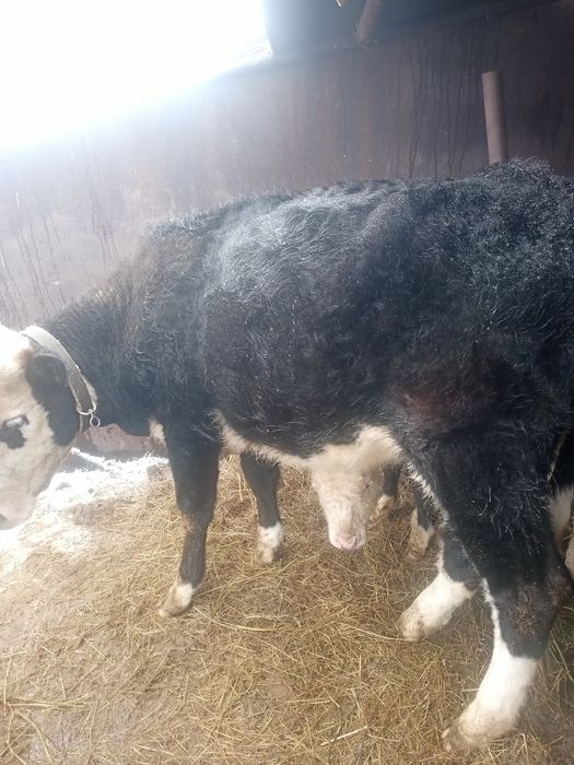 Продается первотелка,