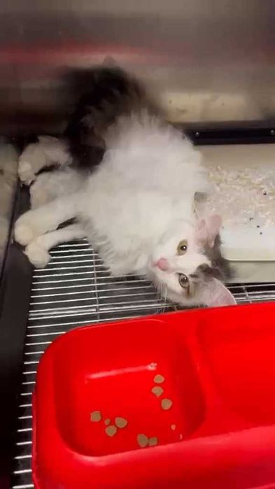 Млада котка, пухкава, мила, търси своите грижовни стопани.