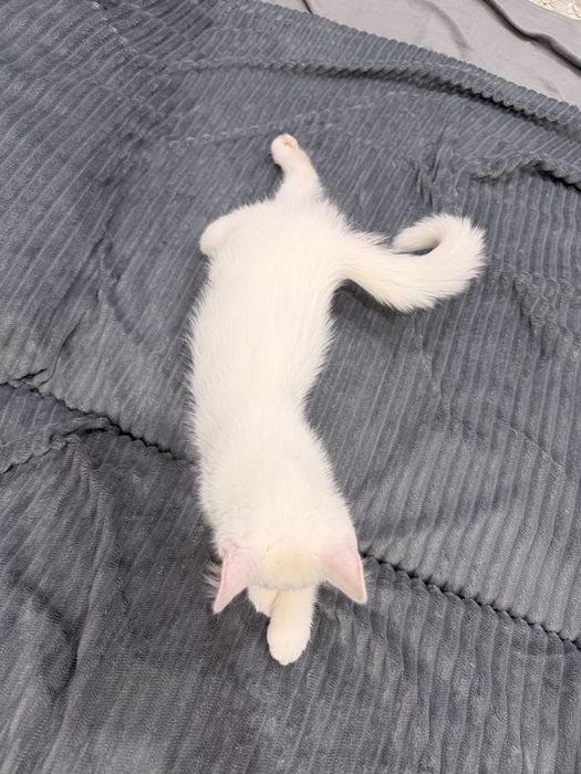 Дарю котенок беспланто