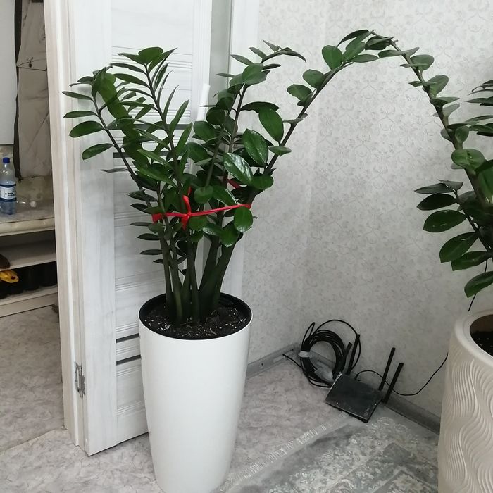 Продам  цветы долларовое дерево