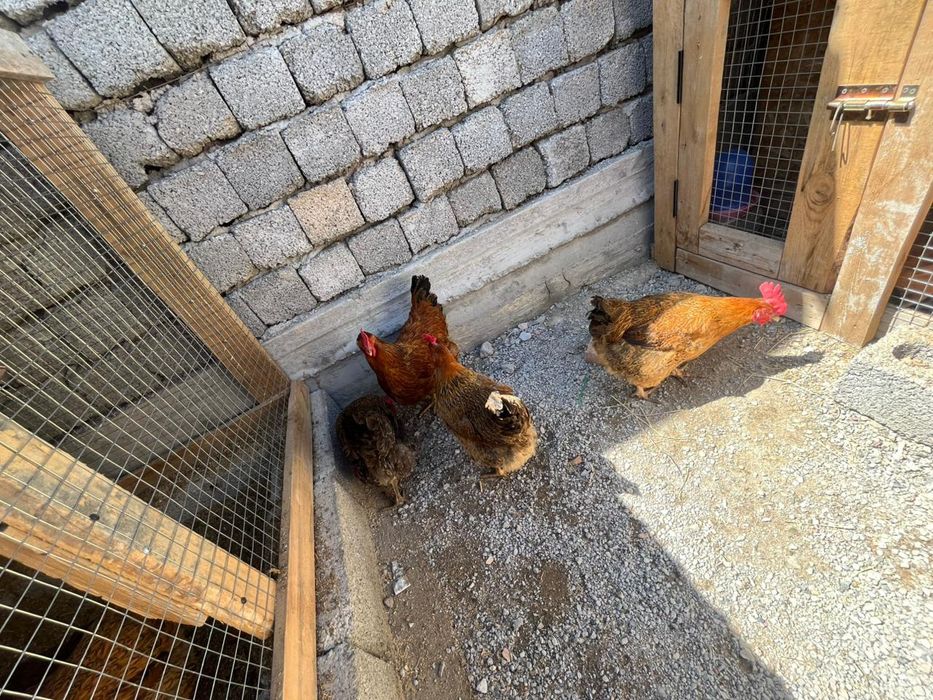 Яйцо для инкватор