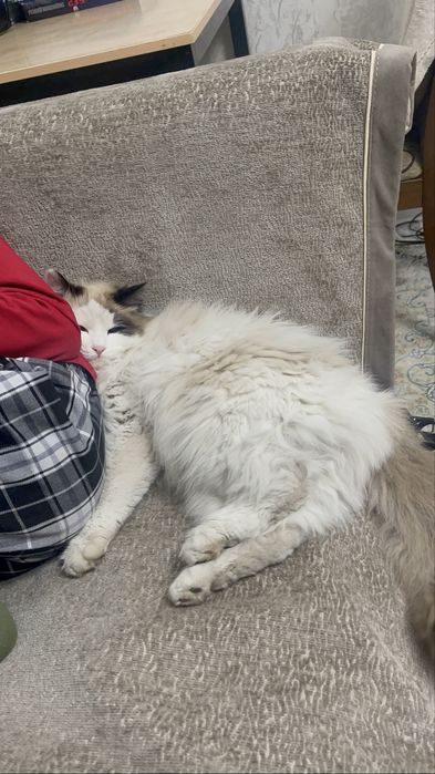 Кот родился 25 февраля 2025