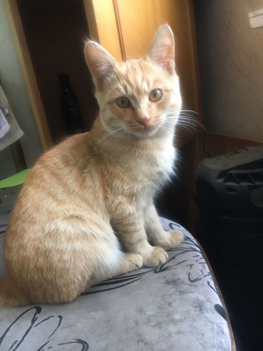 Котенок Мальчик рыжый