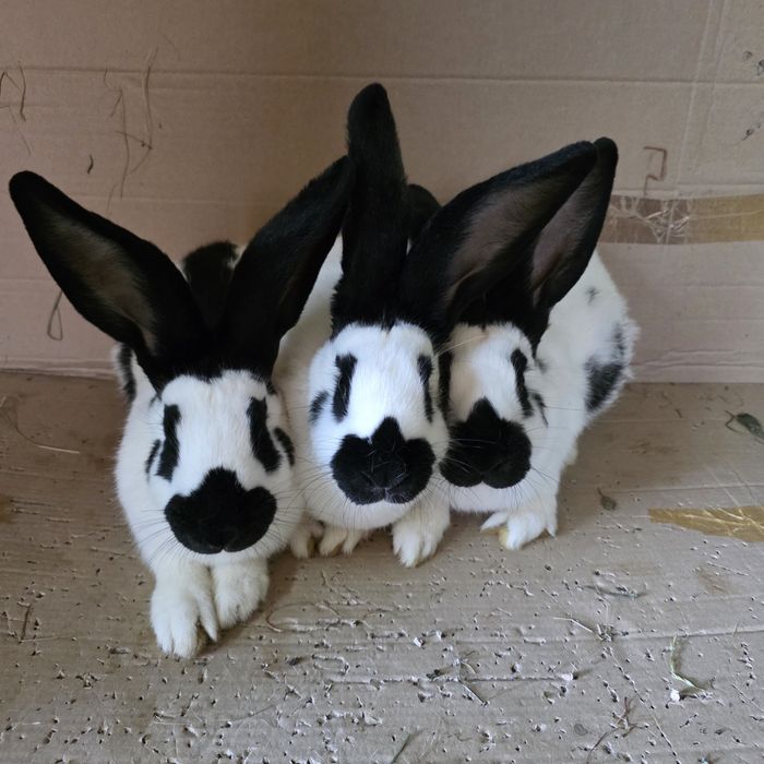 Vând iepuri fluture