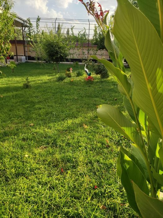 Ховли сотилади, срочна