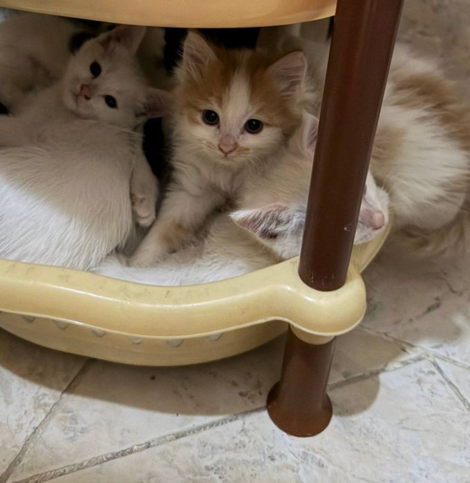 Продается котята от шиншиллы и британского длинношерстногоо