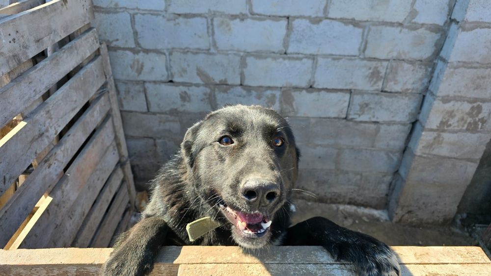 Отдам в хорошие руки