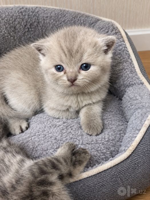 Шотланские котята