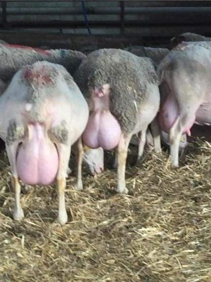 Miele tineret lacaune cu pedigree