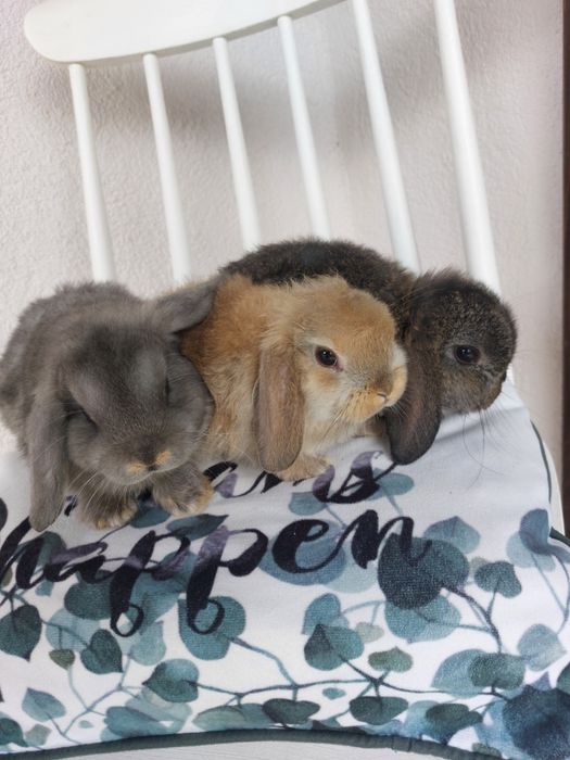 Iepuri pitici de companie holland lop