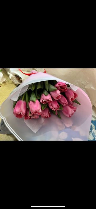 Продажа тюльпан предзаказы