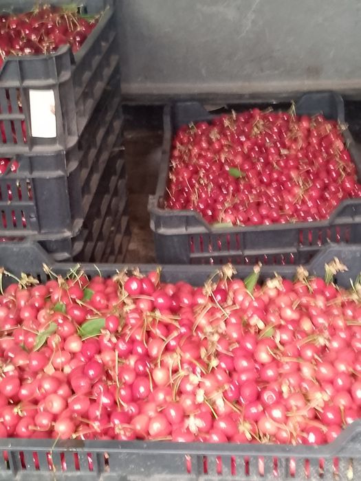 Vand cirese dulci 20lei kg ,