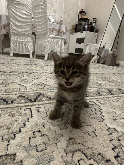 Продаю миленьких Котят