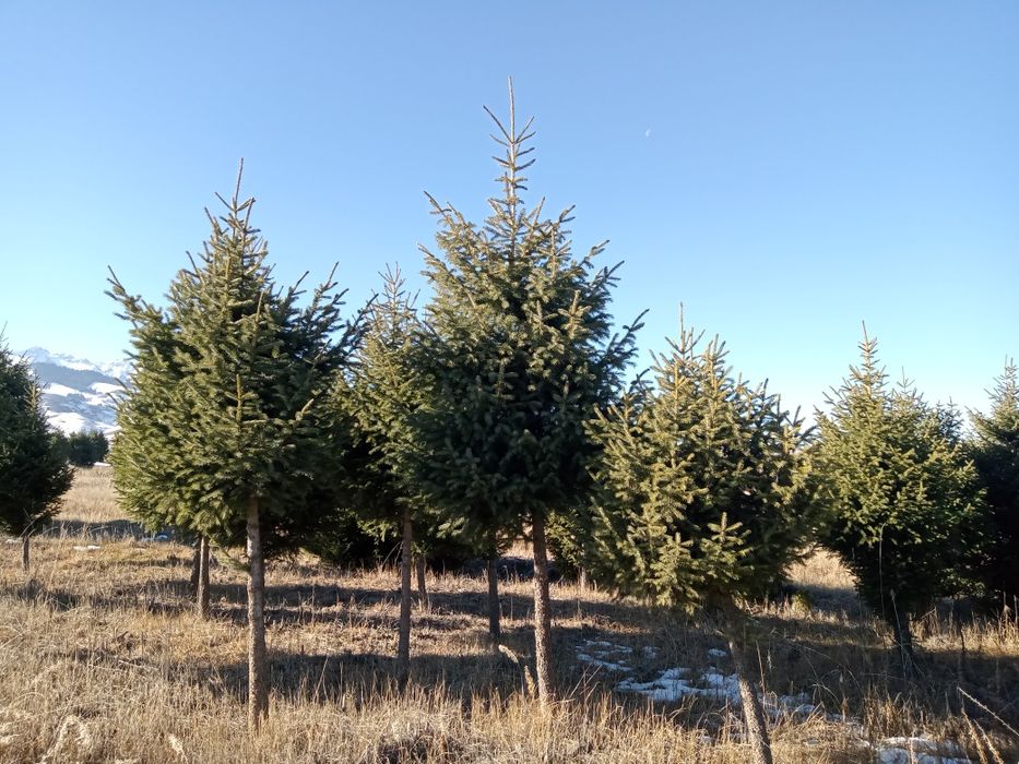 Елки на штамбе крупномеры