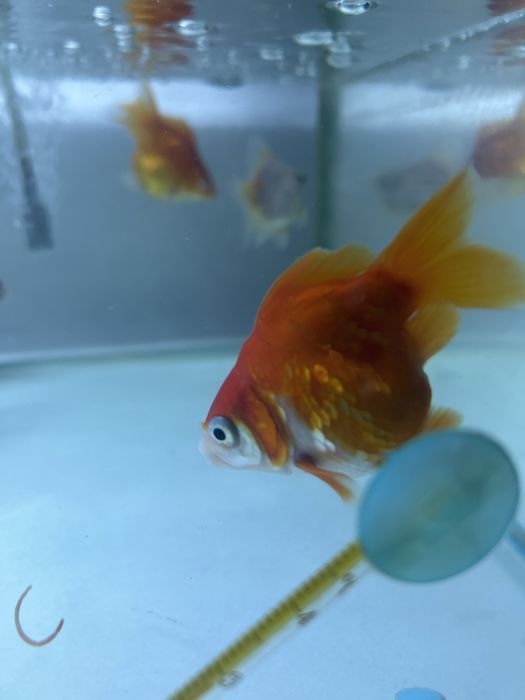 Продаю аквариумных рыбок