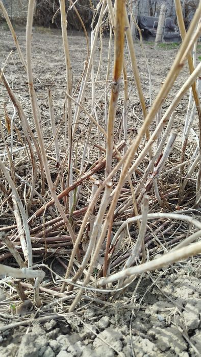 Малина саженцы куст