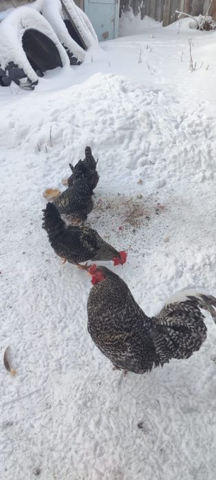 Продам петухов 8 месячные