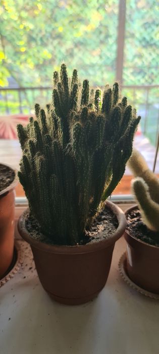 Кактус #4. 5 лет.