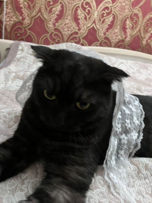 Шотландский вислоухий кот