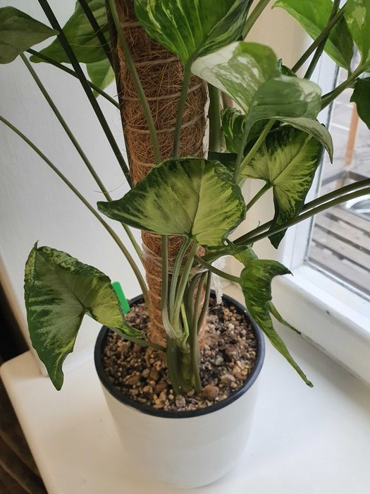 Сингониум 3 сорта в горшке.