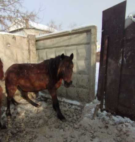 Продам жирную на согым