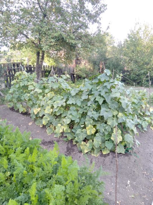 Продам дачу Возле пгт Актас