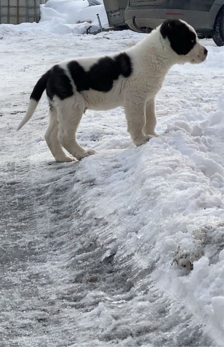 Asia centrala  mascul