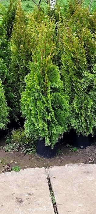 Tuia Smaragd 130-140 CM (Foarte des și frumos )