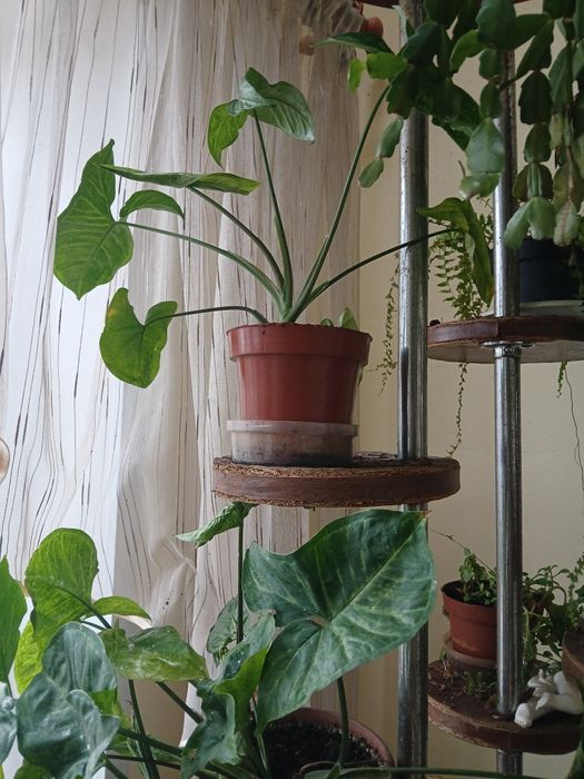 Продам комнатные цветы