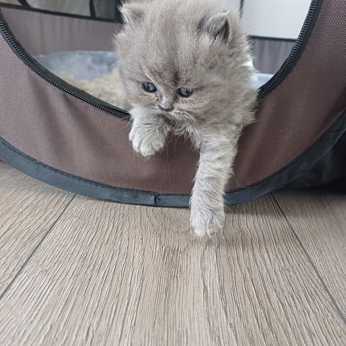 Британски котенца