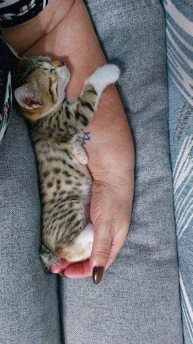 Отдам в добрые руки двух котят.