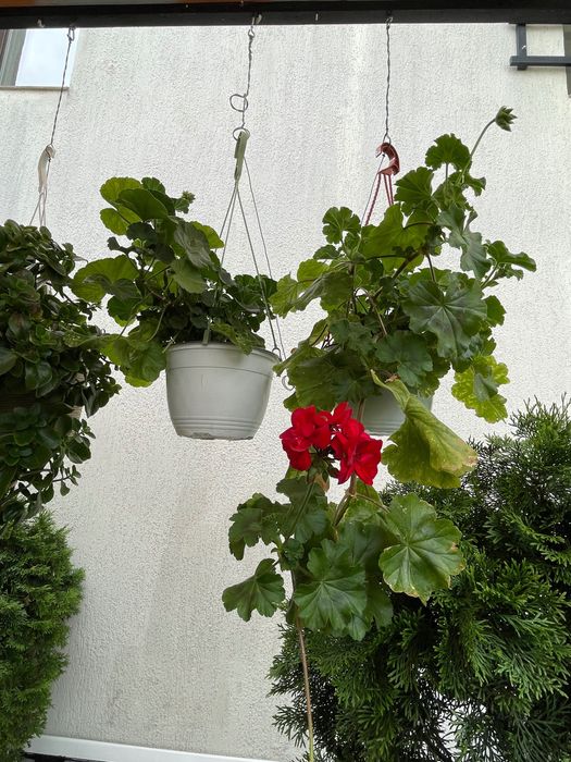 Ficus , pui de smochin , flori , muscate