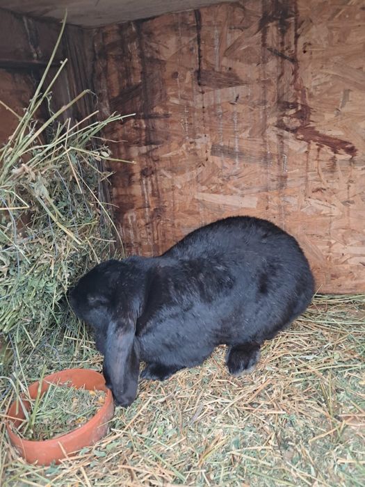 Vand schimb iepuri berbec german