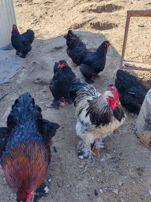 Vând ouă pentru incubat de la găini brahma