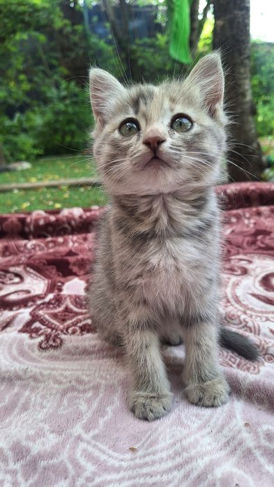 Котёнок/ котята отдам