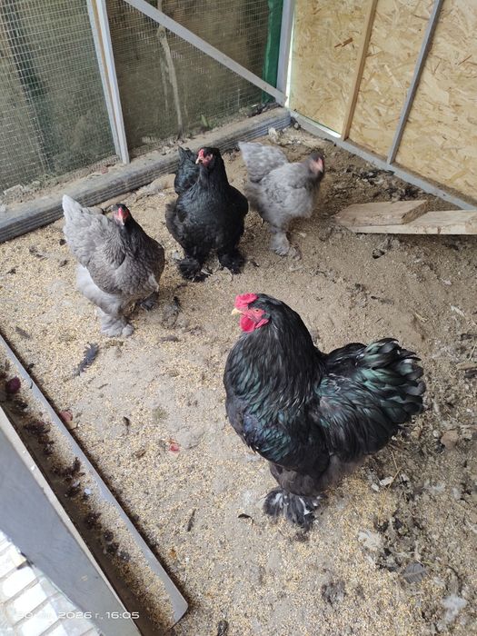 Инкубационные яйца, тухумлар  Брама