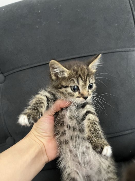 котята в хорошие руки