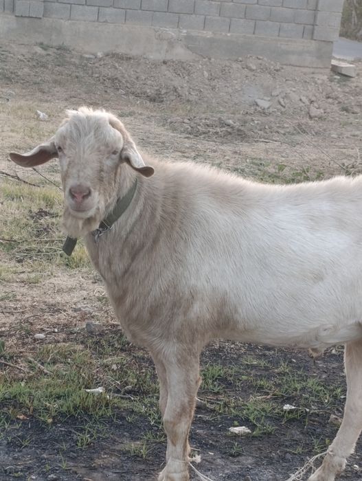 Альпи теке, лақ  сатылады