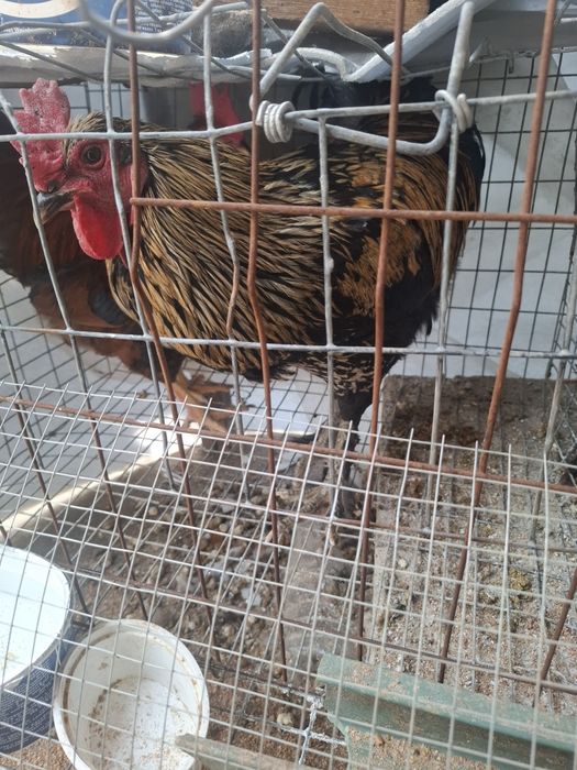 Продаются 8 петухов